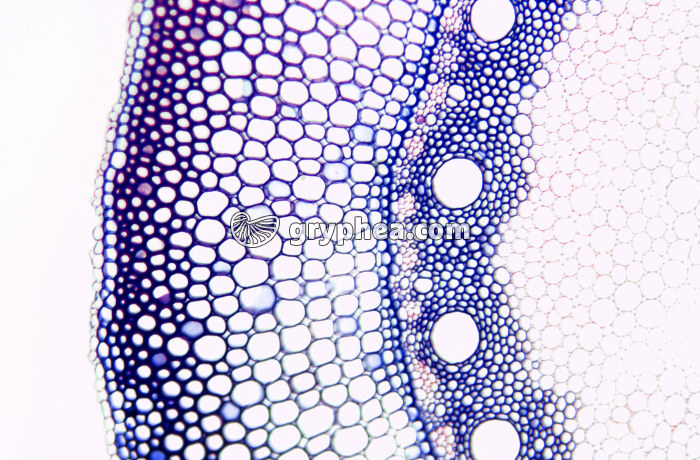 Racine de Maïs CT x25 - gryphea.com